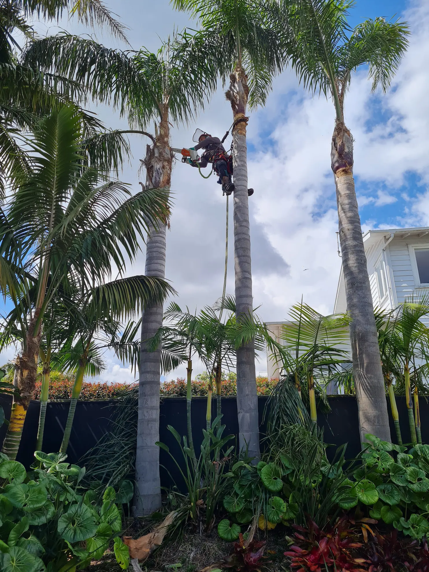 棕榈树修剪和移除